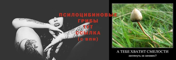 хмурый Аркадак