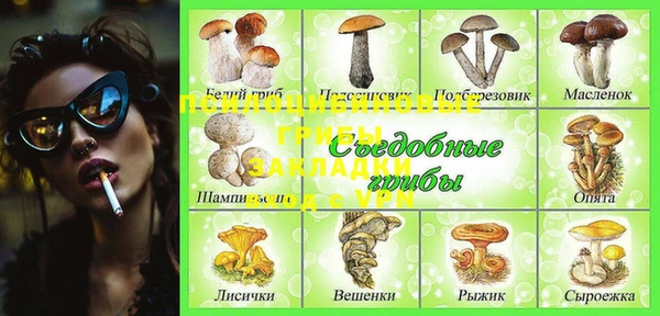 хмурый Аркадак