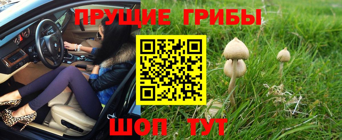 Галлюциногенные грибы Psilocybe  Галлюциногенные грибы мицелий  Дедовск 